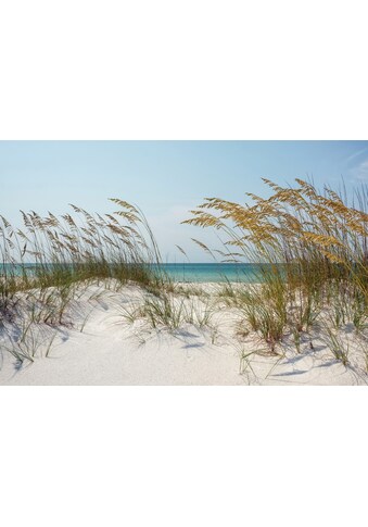 Fototapete »DÜNEN-MEER SEE KÜSTE NORDSEE OSTSEE STRAND SYLT BAUM«