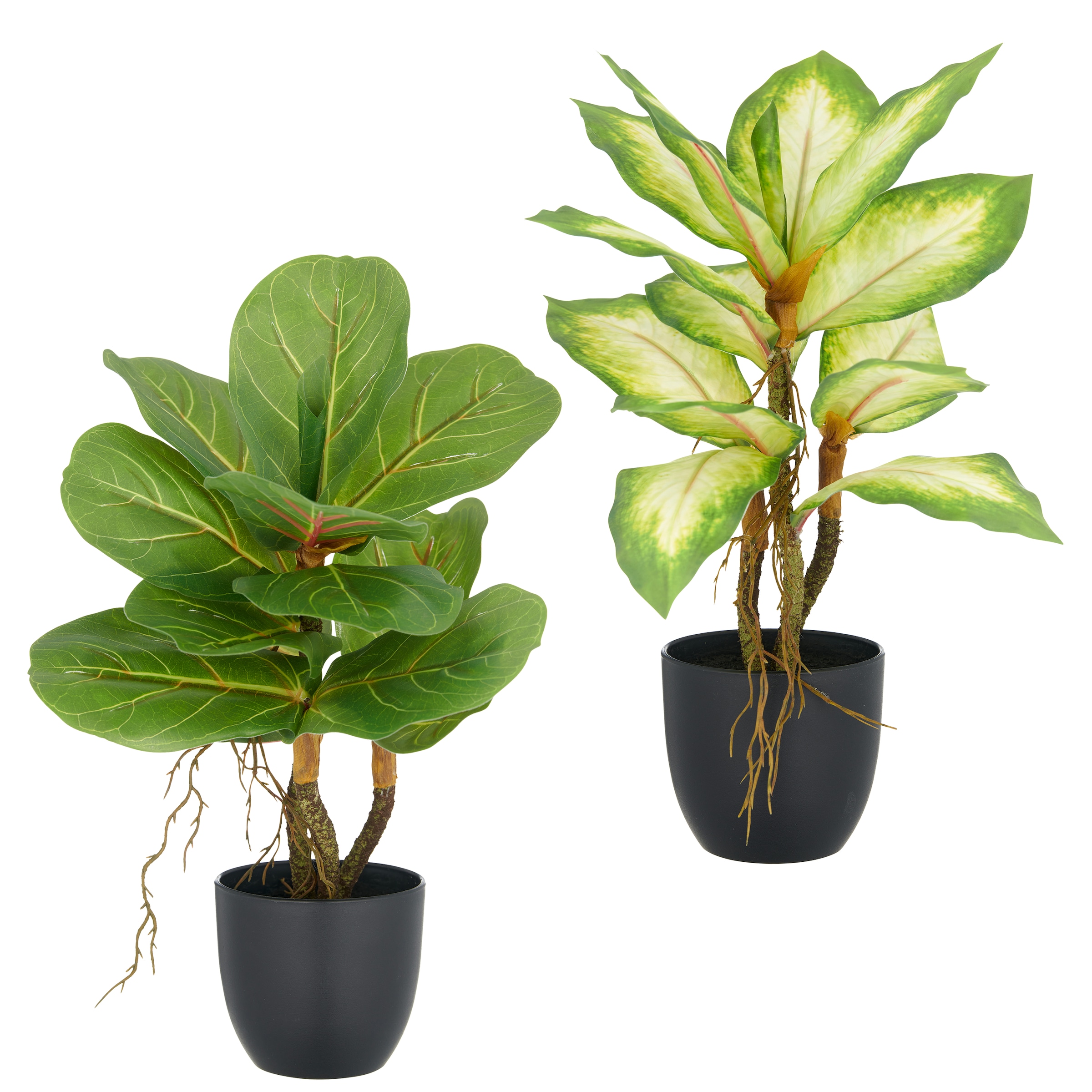 Creativ green Kunstpflanze "Ficus und Dieffenbachia", mit Luftwurzeln günstig online kaufen