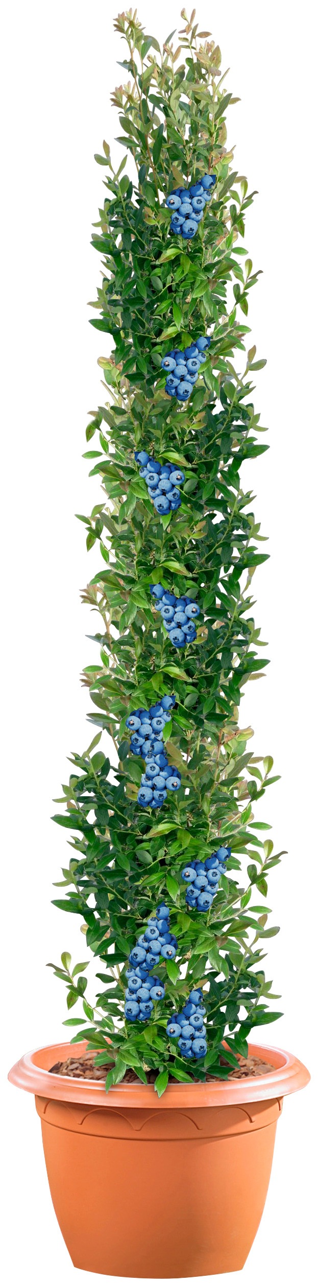 BCM Obstpflanze »Säulenobst Heidelbeere 'Bluegold'«, (1 St.), Höhe: 50 cm, 1 Pflanze kaufen