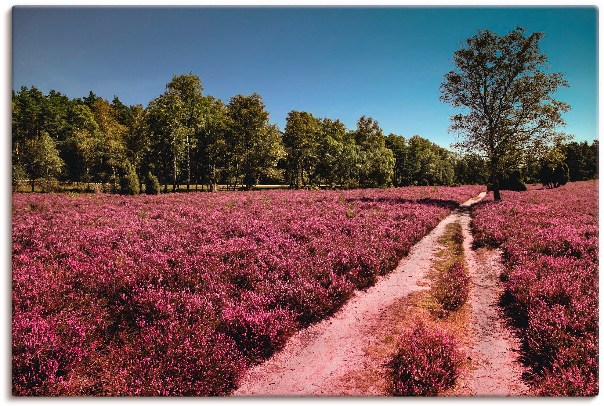 Artland Wandbild »Lüneburger Heide Leinwandbild, Größen Alubild, als in Poster St.), oder Wandaufkleber kaufen | versch. Romantik«, (1 Blumenwiese, BAUR