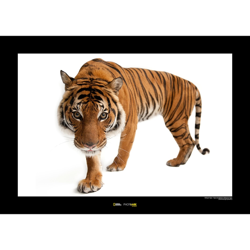 Wohnen Wohnaccessoires Komar Poster »Malayan Tiger«, Tiere, Höhe: 30cm 