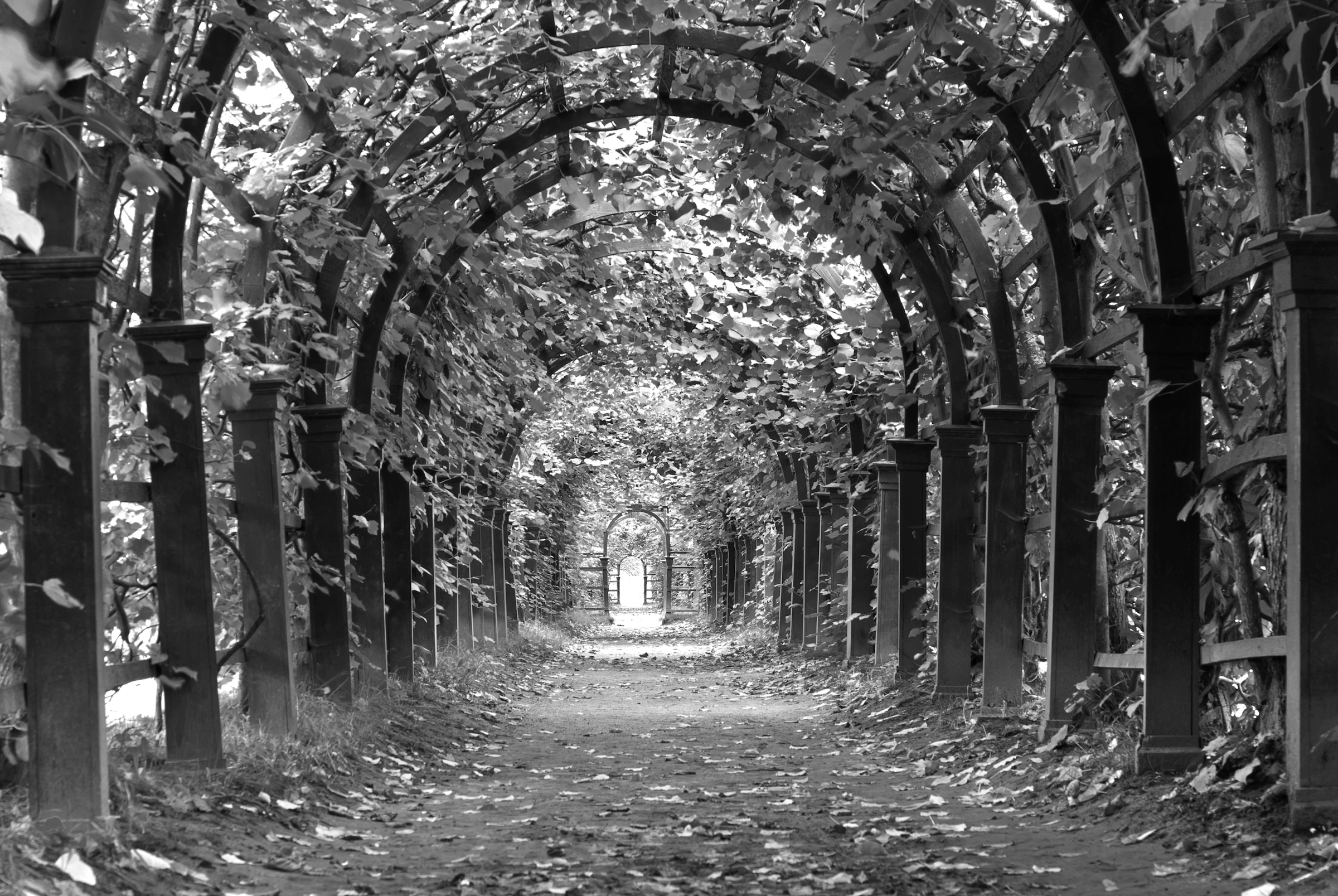 Papermoon Fototapete "Garten Schwarz & Weiß" günstig online kaufen