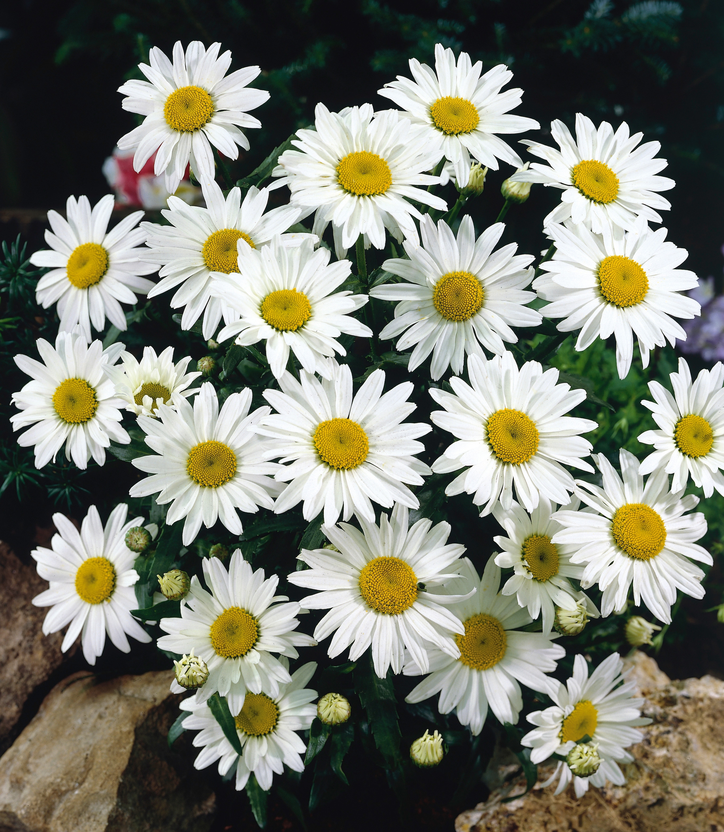 BCM Staude »Margerite Chrysanthemen Busch 'Stella'«, (1 St.), Höhe: 40-50 cm, 1 Pflanze kaufen
