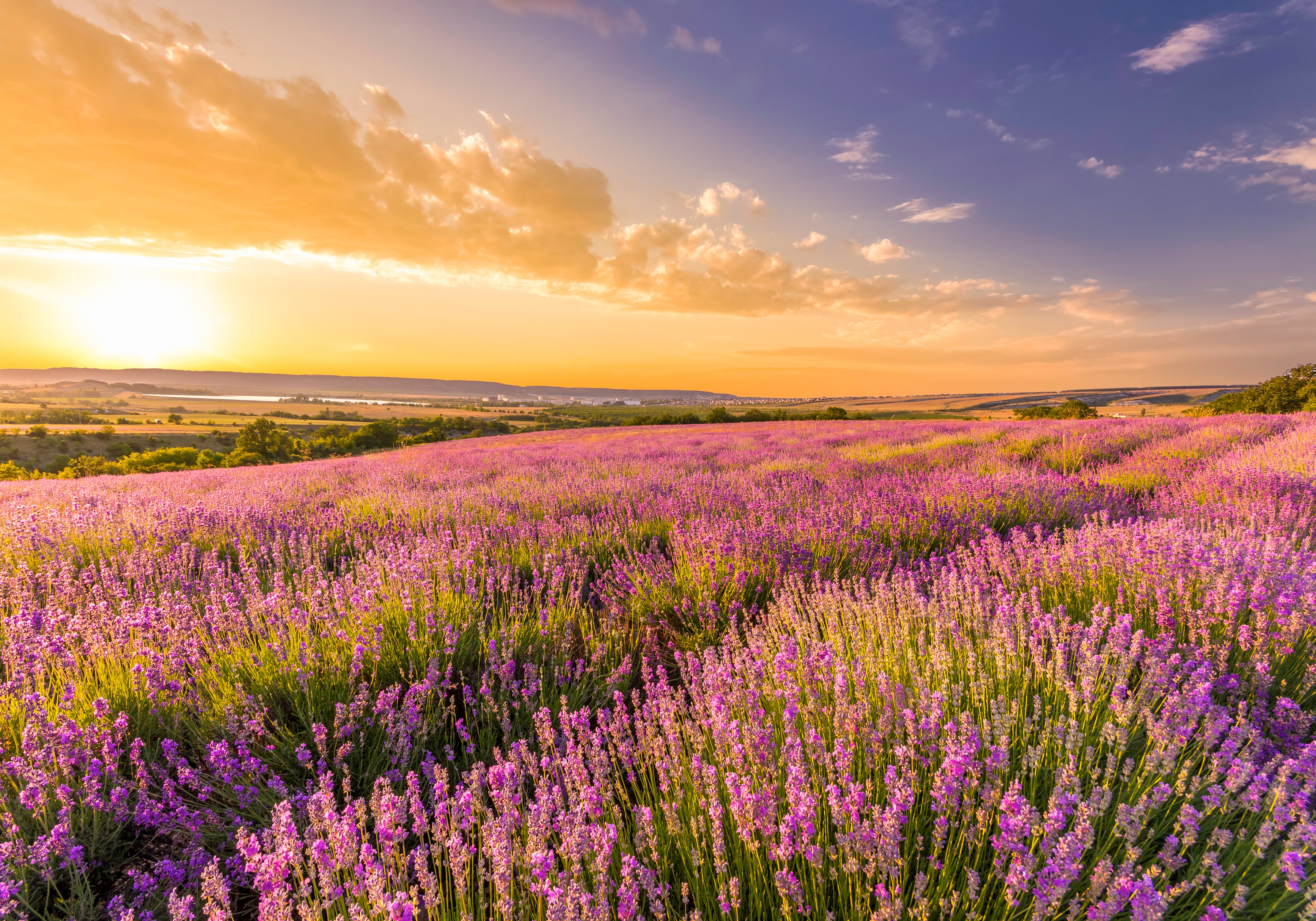 Papermoon Fototapete "Lavender Field" glatt