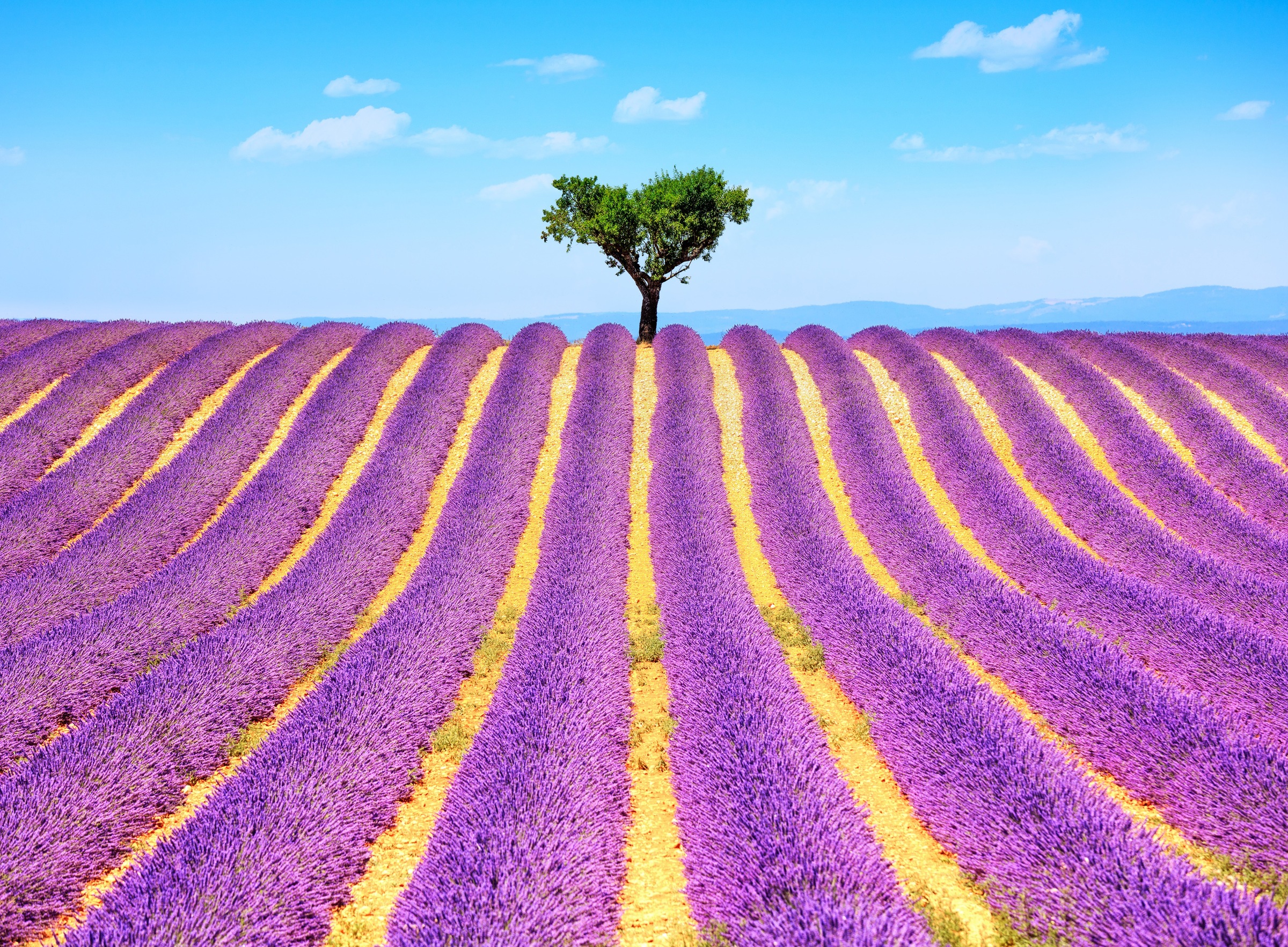 Papermoon Fototapetas »Lavender in Provence«