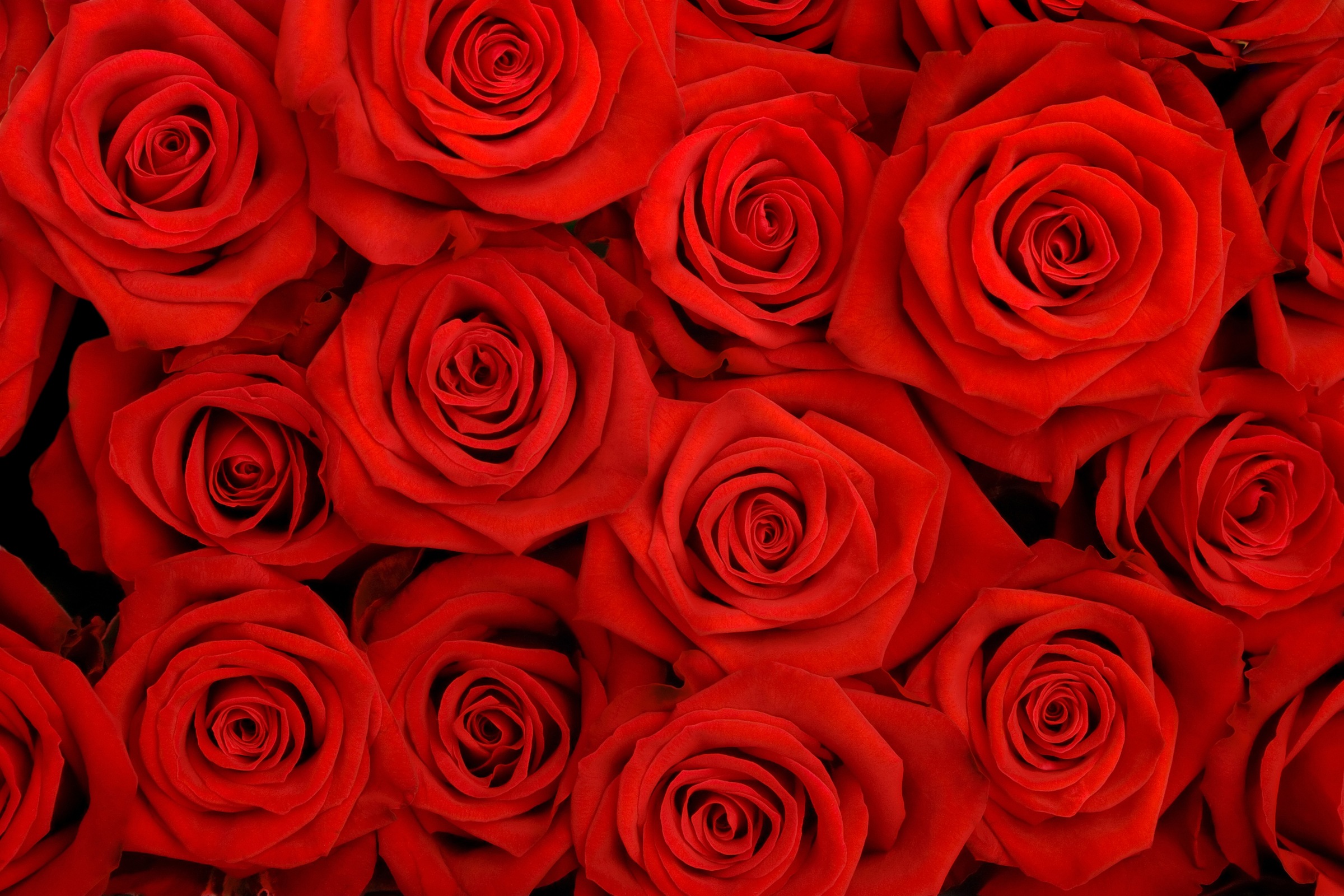 Papermoon Fototapetas »Red Roses«