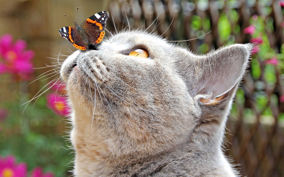 Papermoon Fototapete "Schmetterling und Katze"