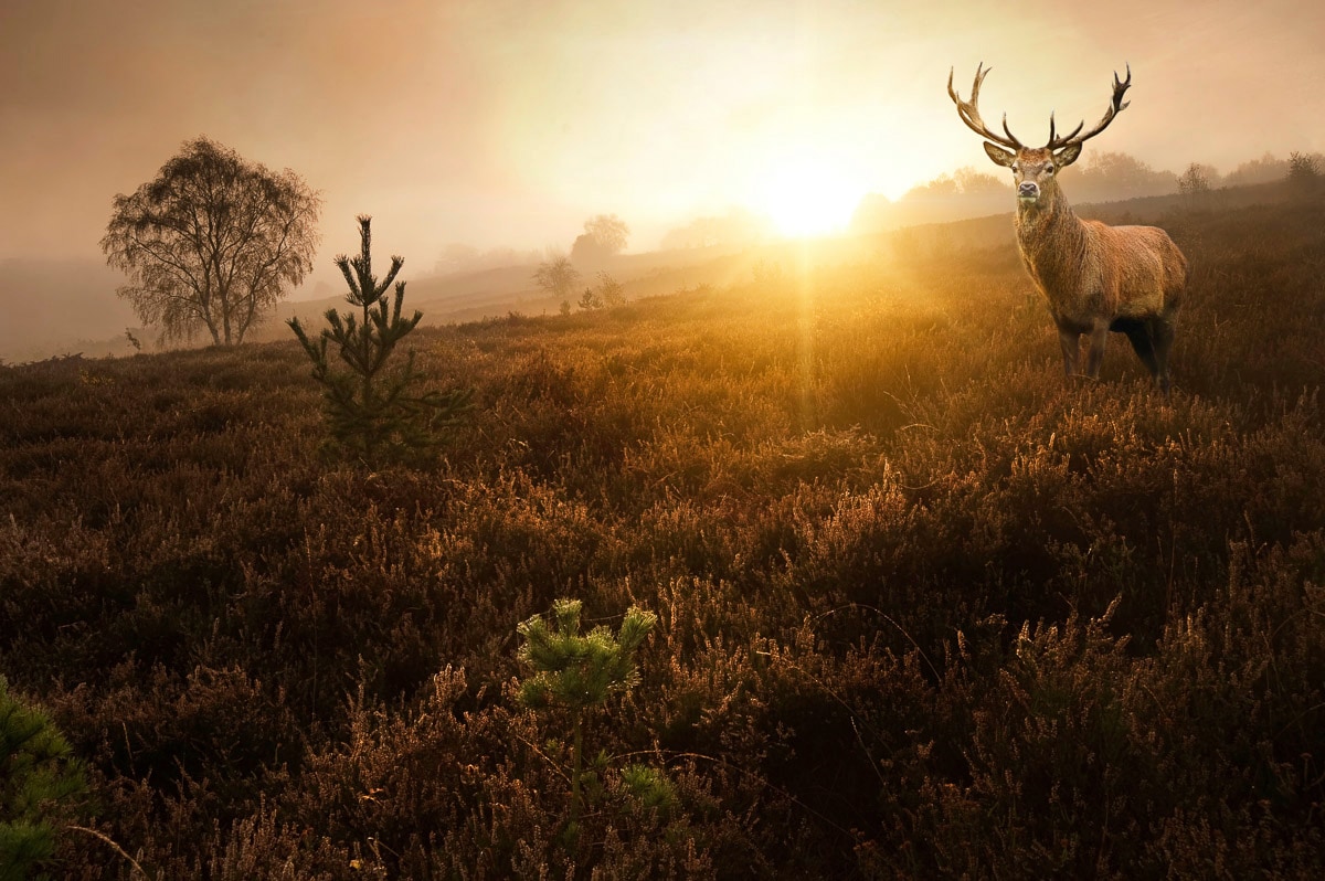 Papermoon Fototapetas »Hirsch in Landschaft«