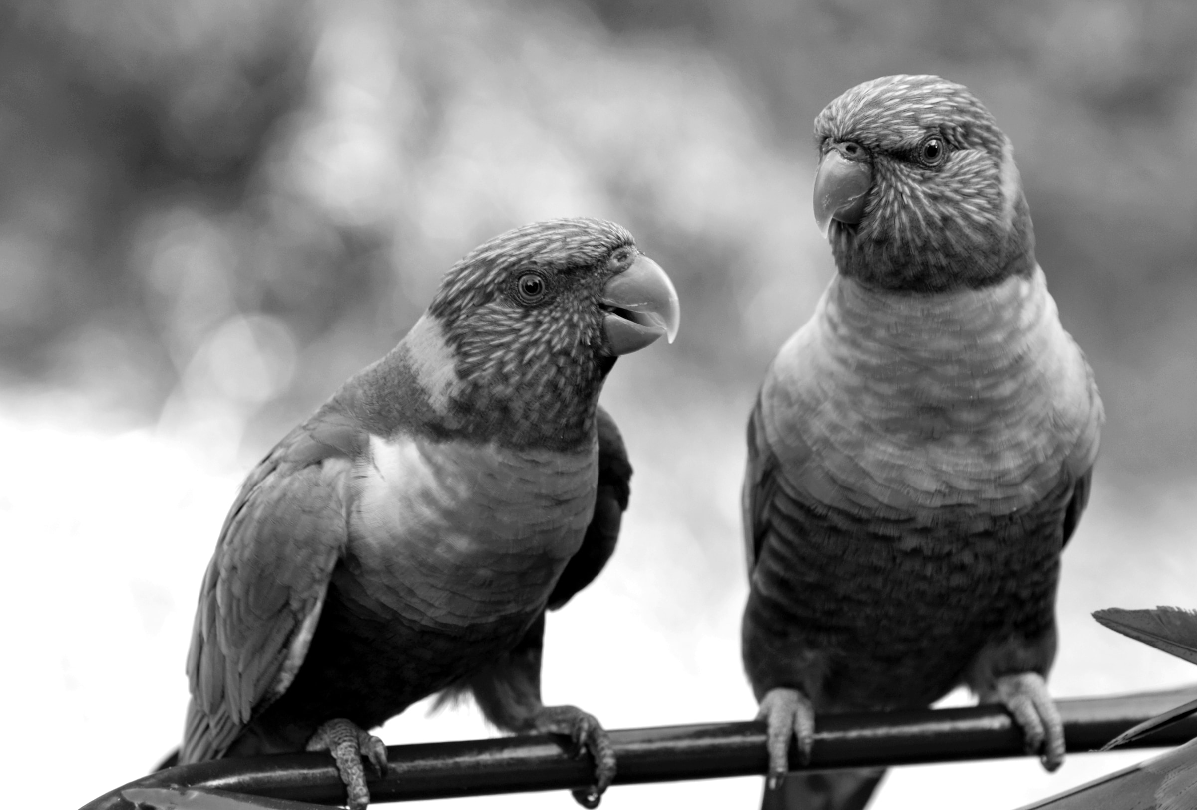 Papermoon Fototapete "Vögel Schwarz & Weiß" günstig online kaufen