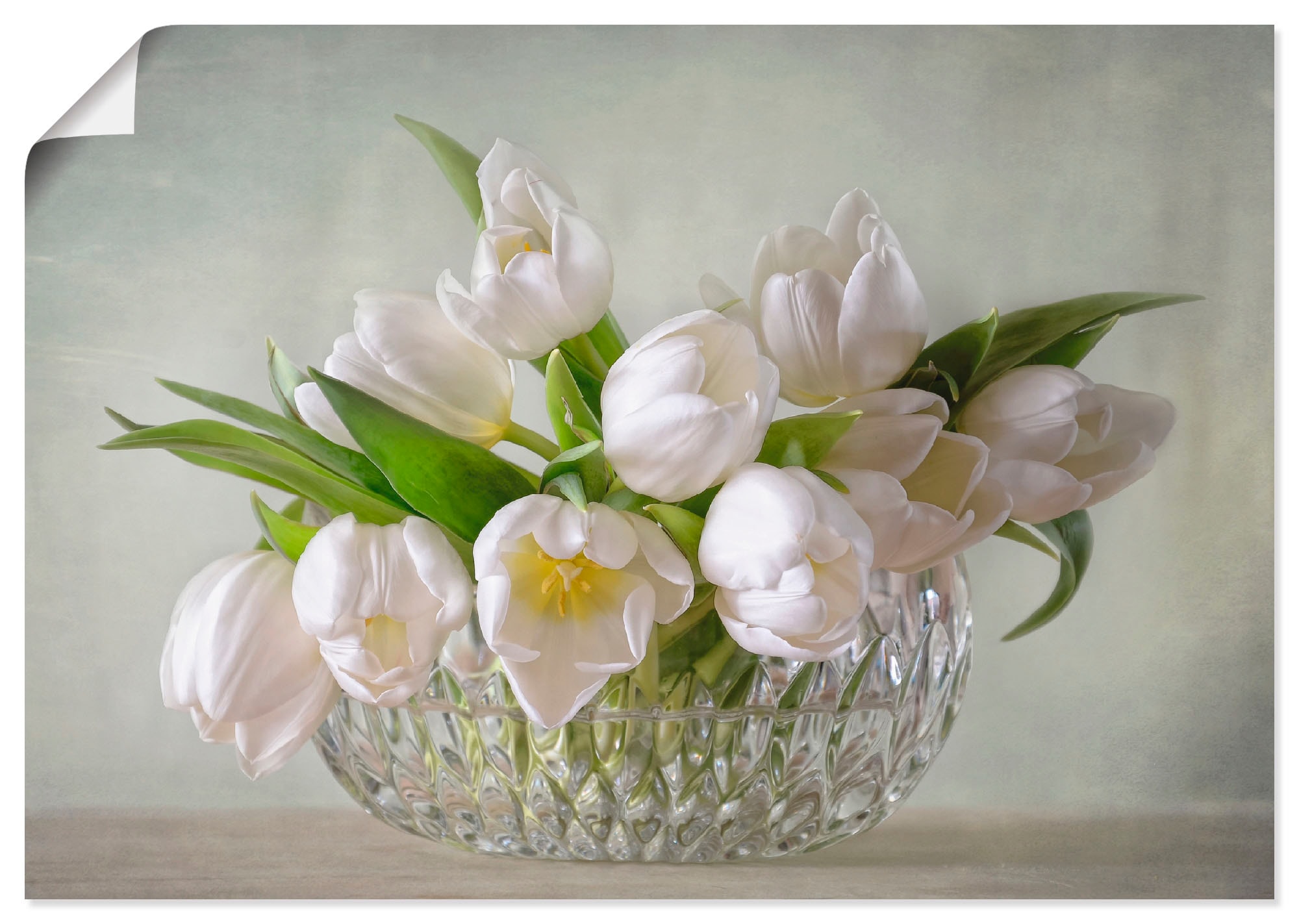 Artland Wandbild "Weiße Tulpen" Blumen 1 Stk. tlg. als Leinwandbild, Poster in verschied. Größen