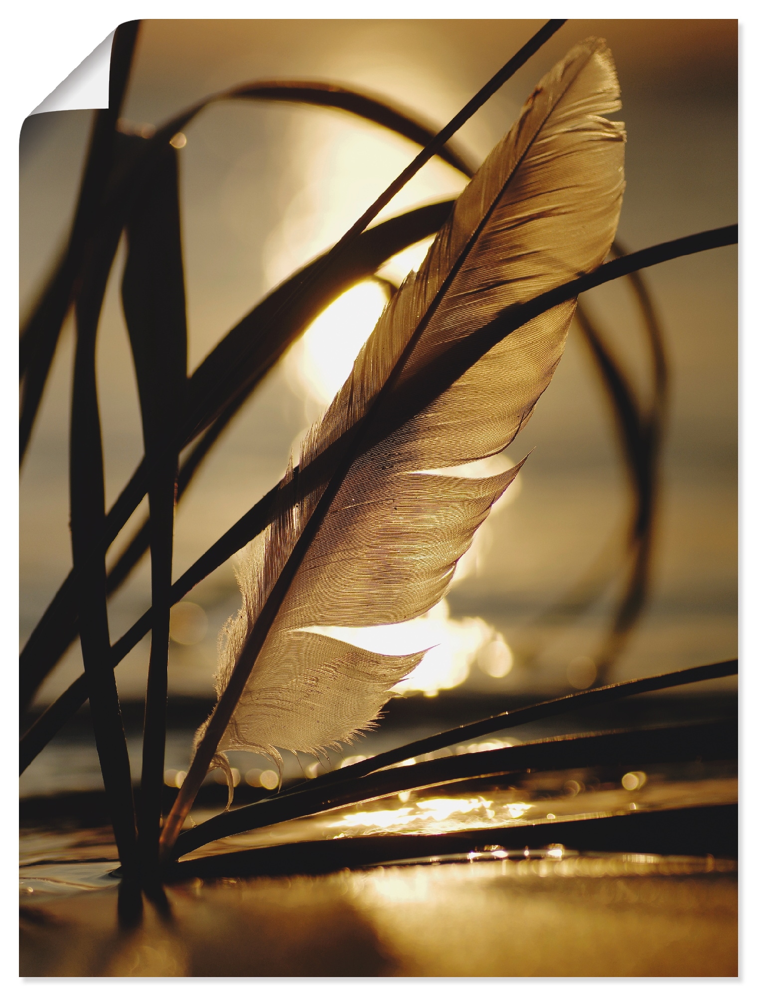 Artland Wandbild "Feder im Abendlicht" Gräser 1 Stk. tlg. als Leinwandbild, günstig online kaufen