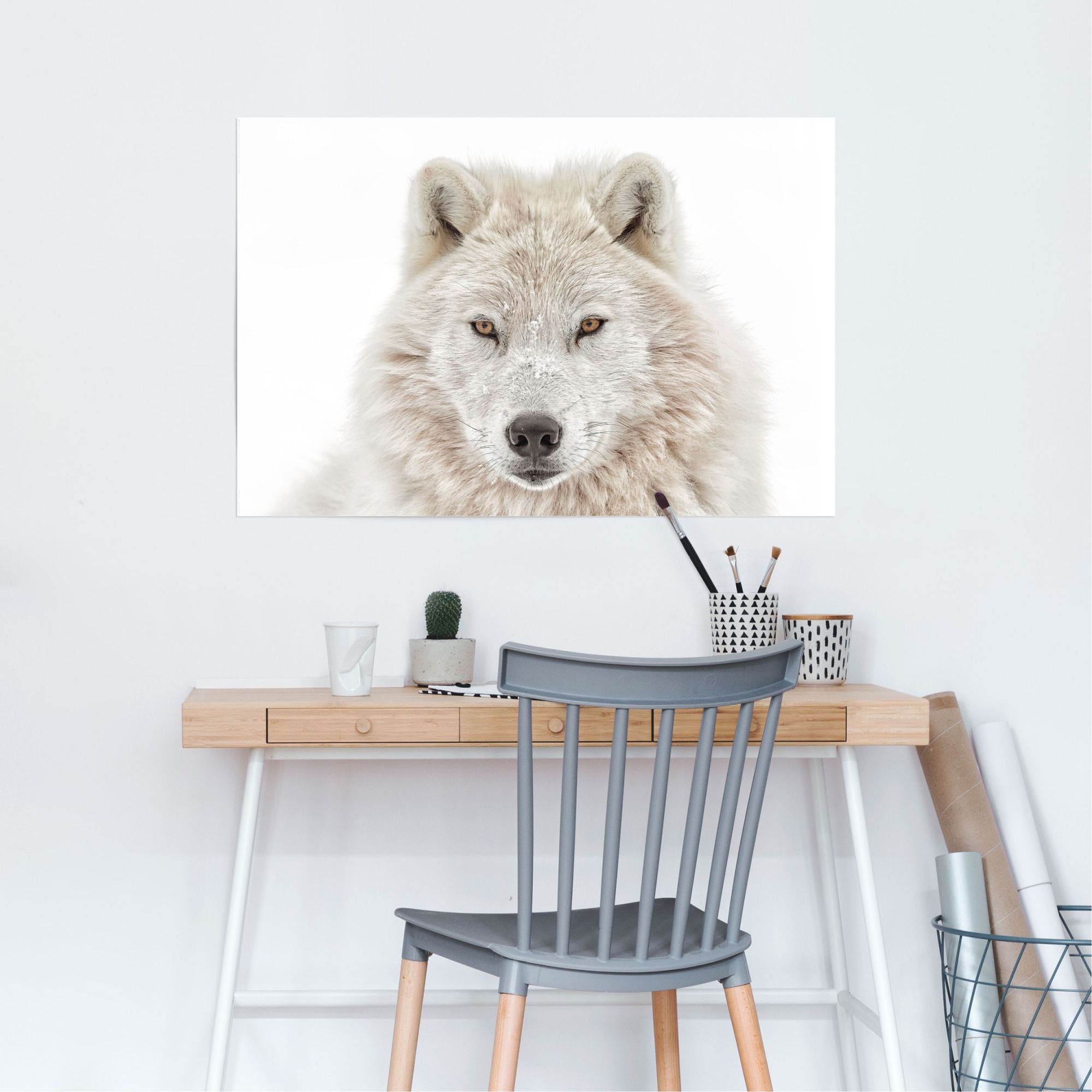 Reinders! Poster »Weisser Wolf«, (1 St.) bestellen | BAUR