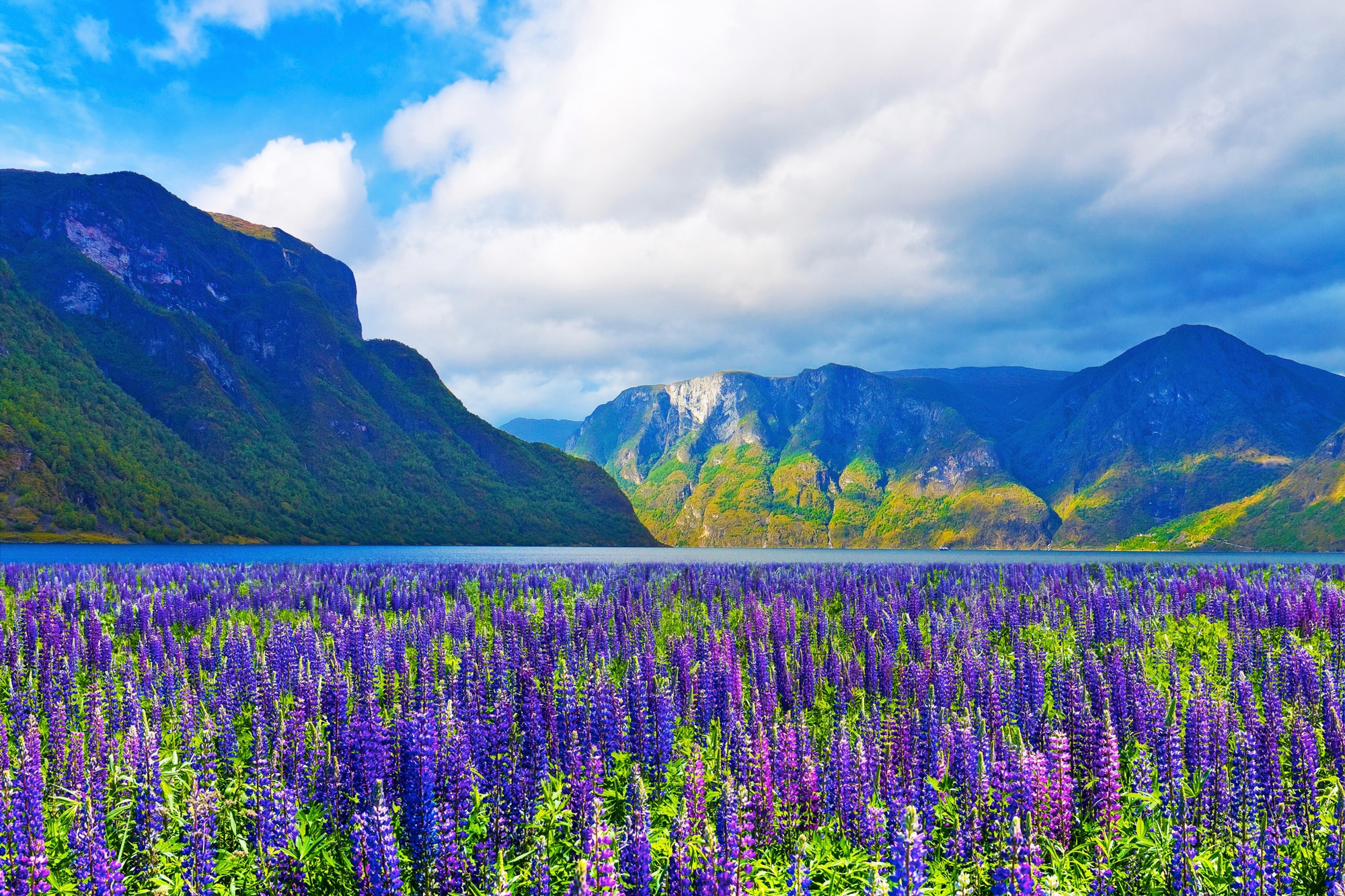 Papermoon Fototapete "FJORD-NORWEGEN GEBIRGE BLUMEN SONNE WALD FLUSS BÄUME"