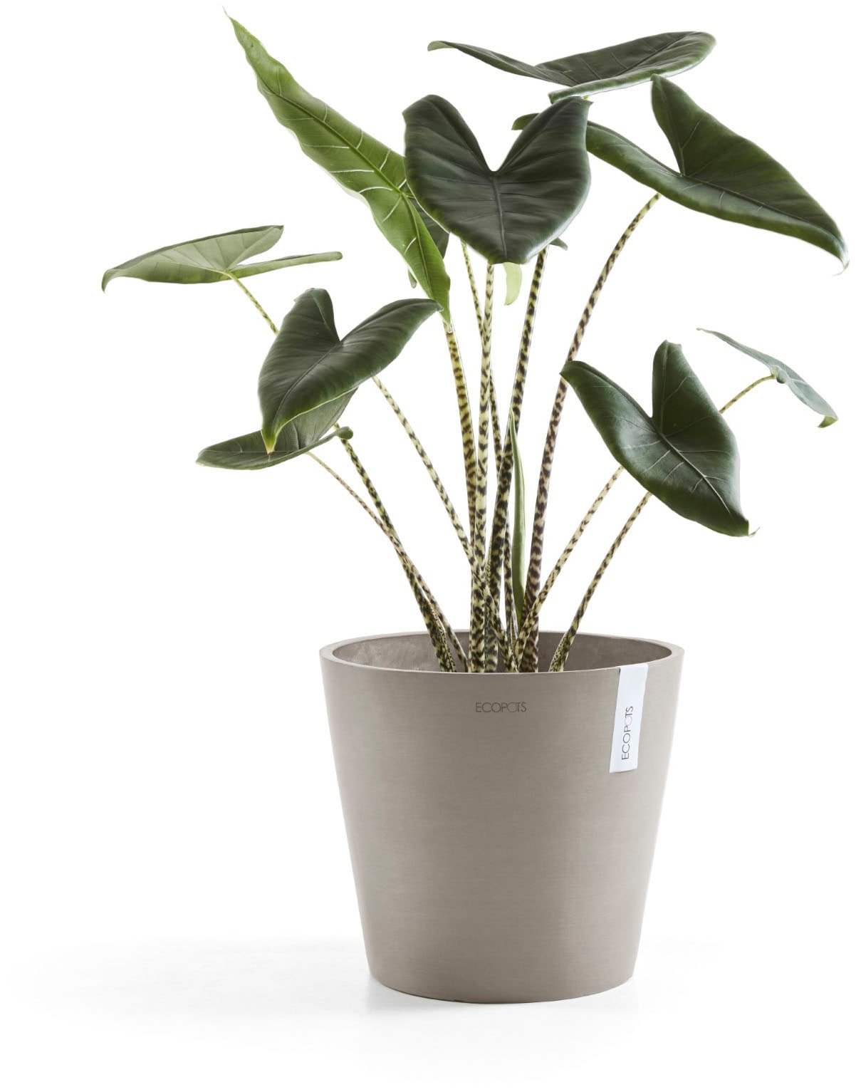 ECOPOTS Blumentopf »Amsterdam« ØxH: 40x35 cm