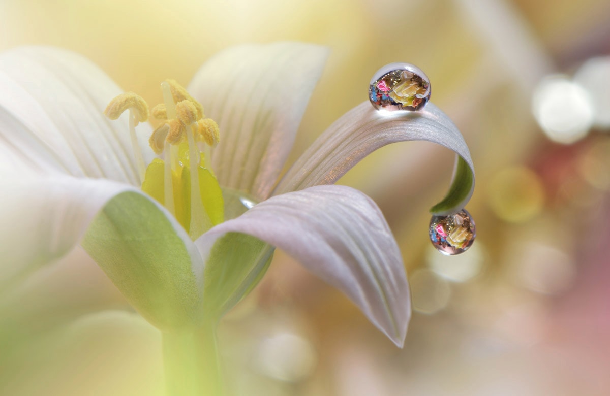 Papermoon Fototapete "Zen Wassertropfen mit Blume Makro"
