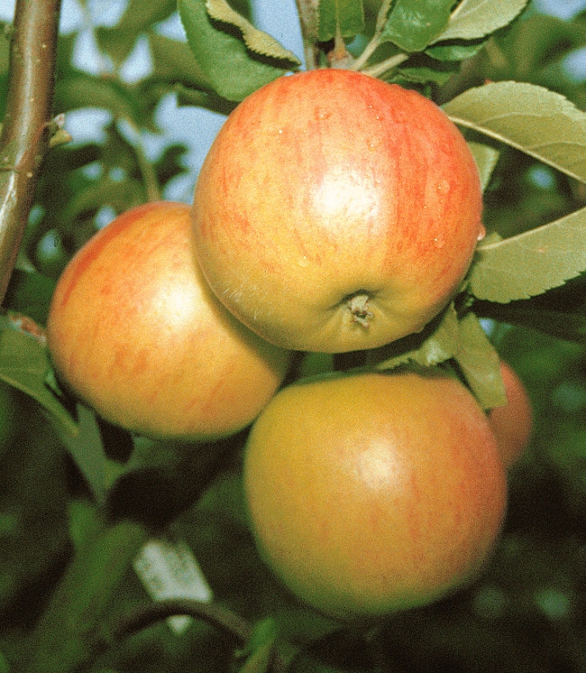 BCM Obstpflanze »Säulenobst Apfel 'Bolero'«, (1 St.), Höhe: 80 cm, 1 Pflanze kaufen