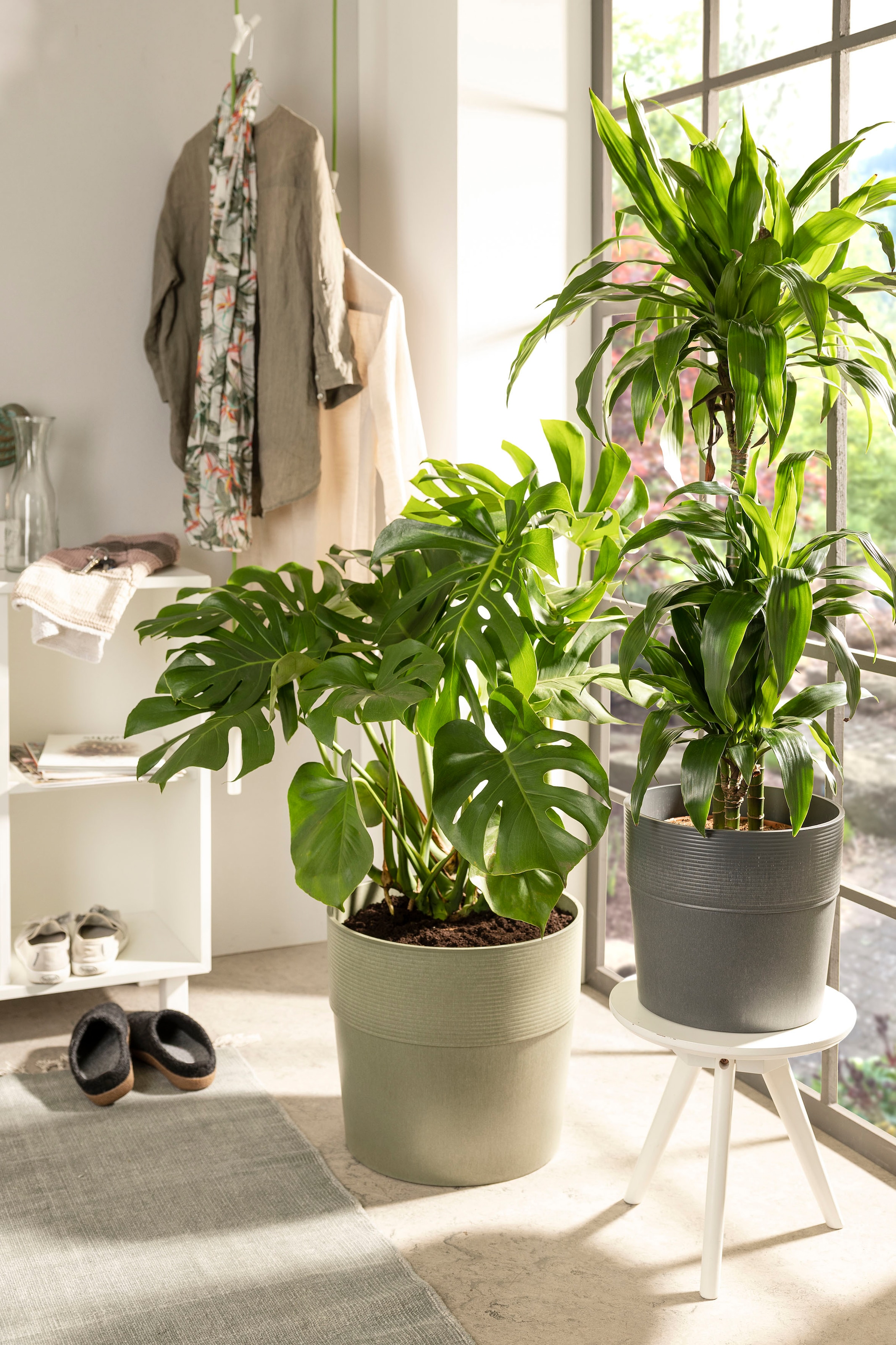 Scheurich Blumentopf »224/25 groove khaki«