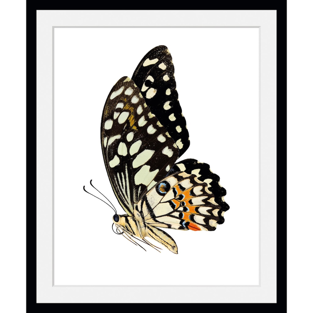 queence Bild »Andy«, Schmetterlinge, (1 St.)