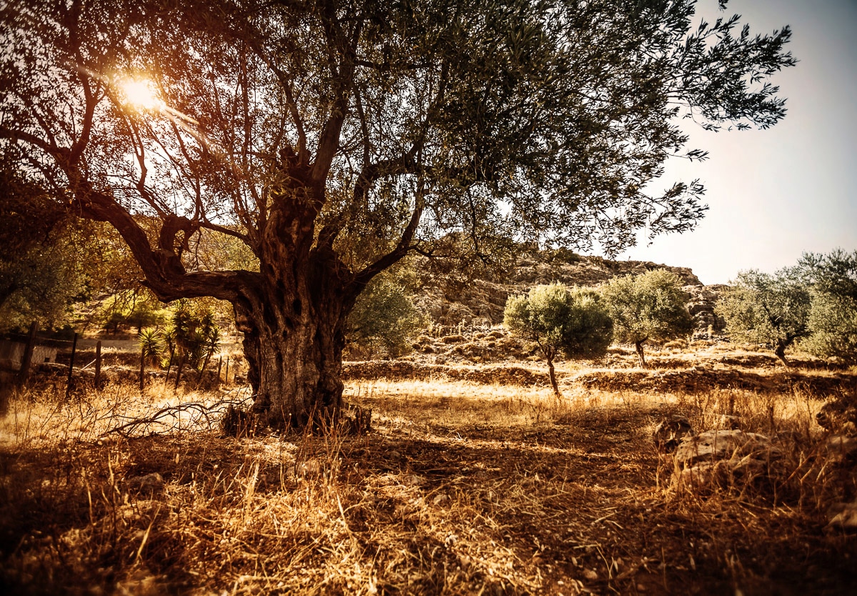 Papermoon Fototapete "Wald in Landschaft"