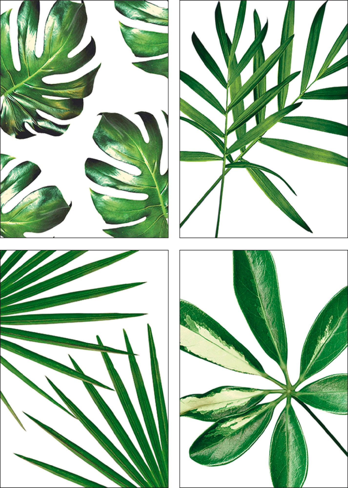 Artland Poster "Blätter" Blätter 4 Stk. tlg. Bilder Set, 4tlg., ohne Rahmen günstig online kaufen