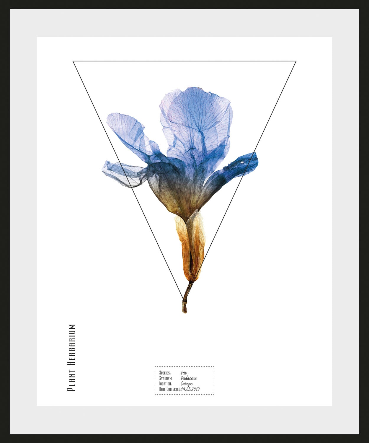 queence Bild »Iris«, Pflanzen-Pflanzenbilder-Schriftzug, (1 St.), HD Premium Poster-Druck inkl. Holzrahmen
