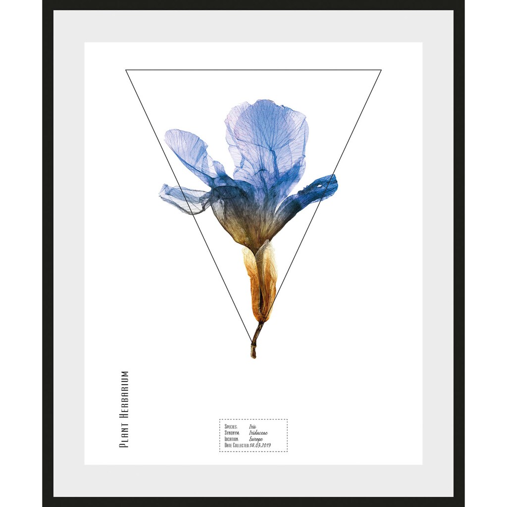queence Bild »Iris«, (1 St.)