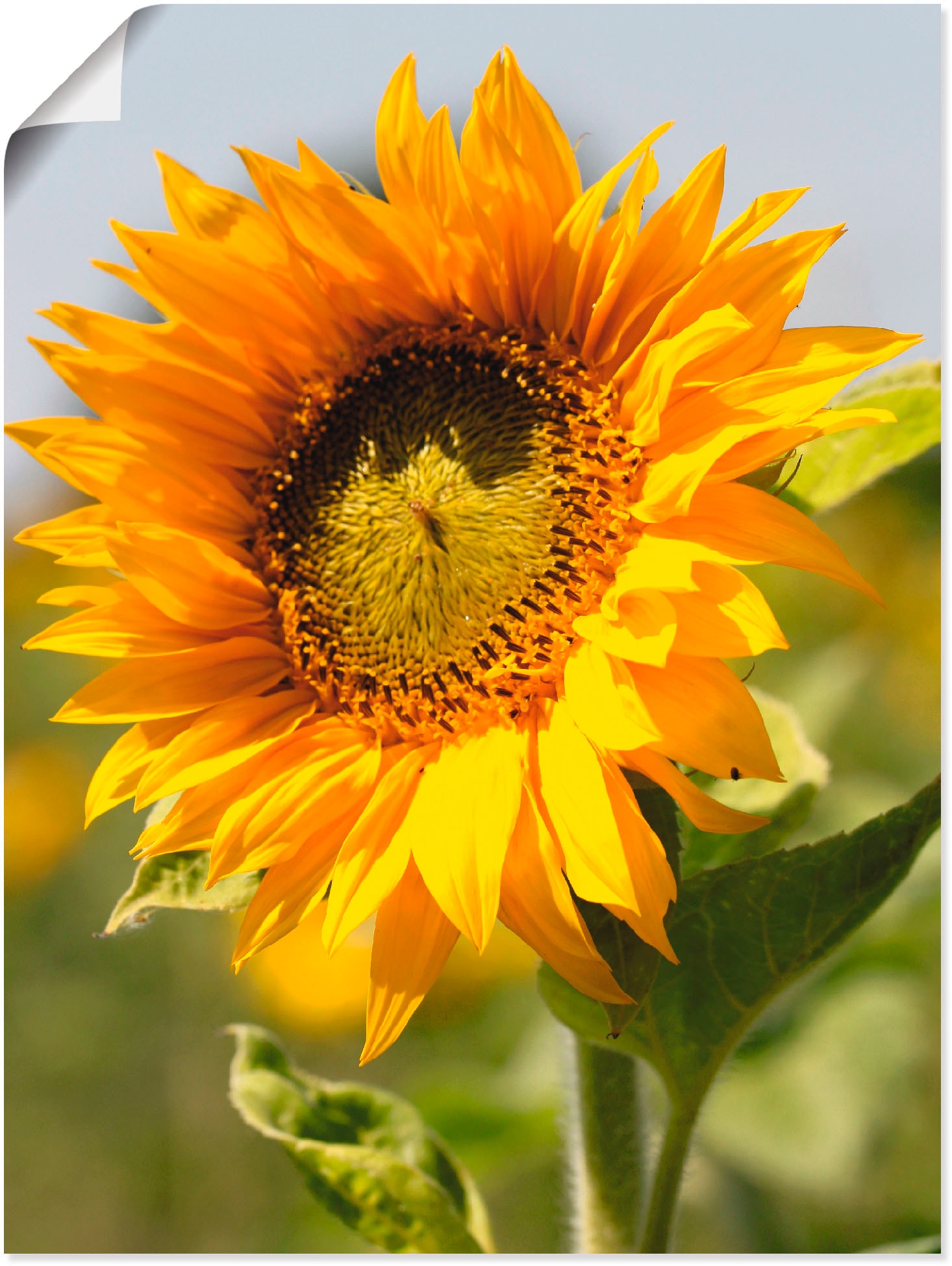 Artland Wandbild "Sonnenblume" Blumen 1 Stk. tlg. als Leinwandbild, Poster in verschied. Größen