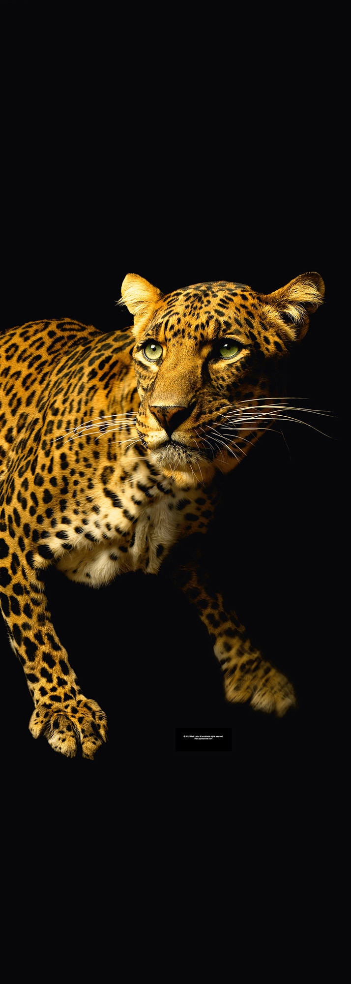 Architects Paper Fototapete "Leopard" Tiger Tapete Panel Schwarz 1,00m x 2, günstig online kaufen