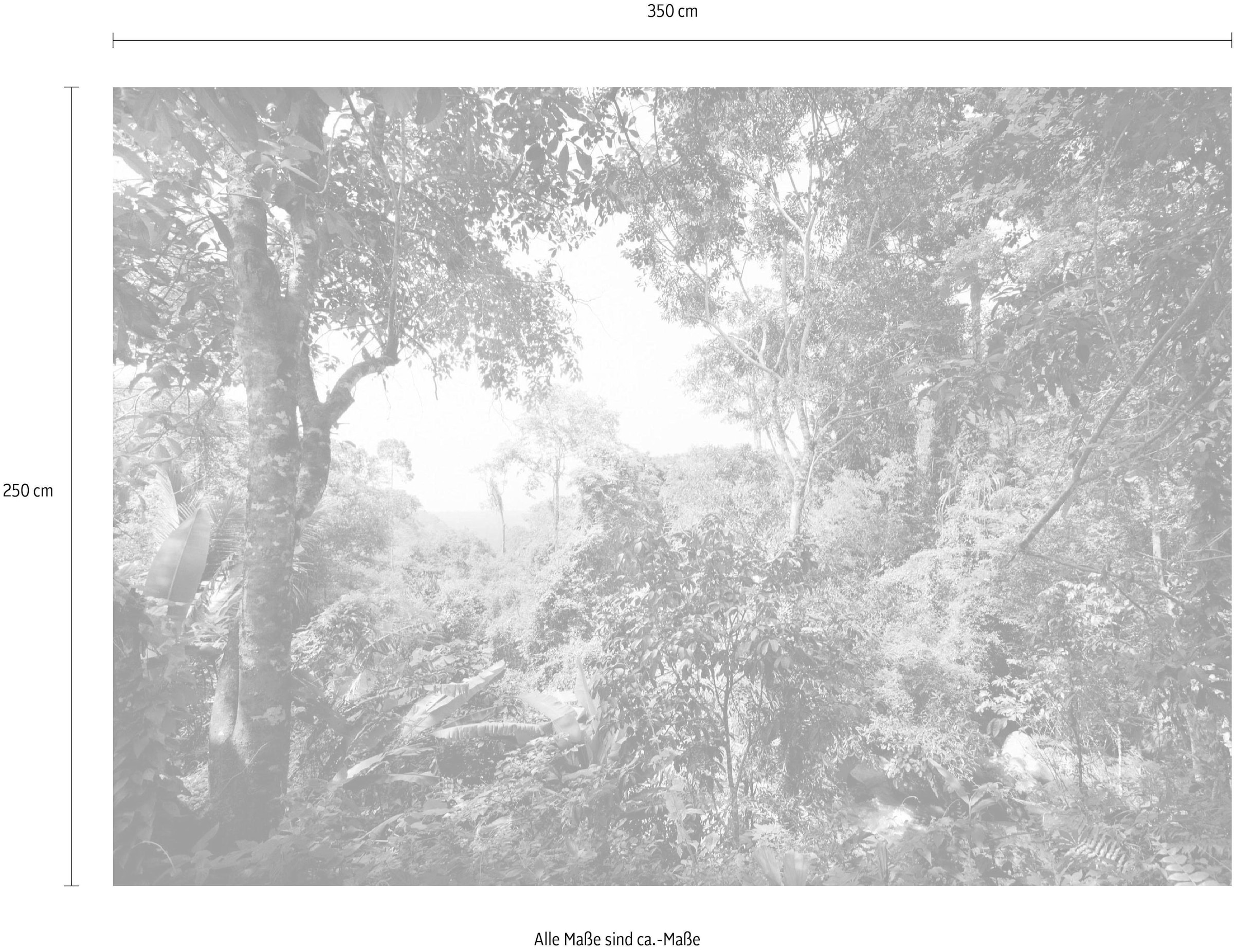 Komar Vliestapete »Dschungel«, 350x250 cm (Breite x Höhe)