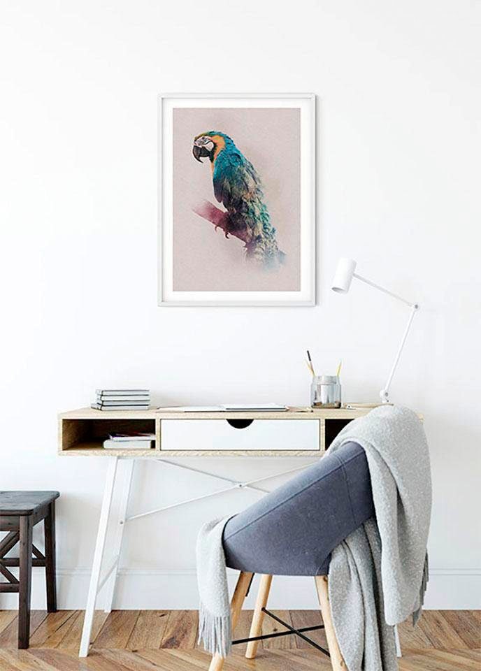 Komar Poster "Animals Paradise Parrot", Tiere, (1 St.), Kinderzimmer, Schla günstig online kaufen