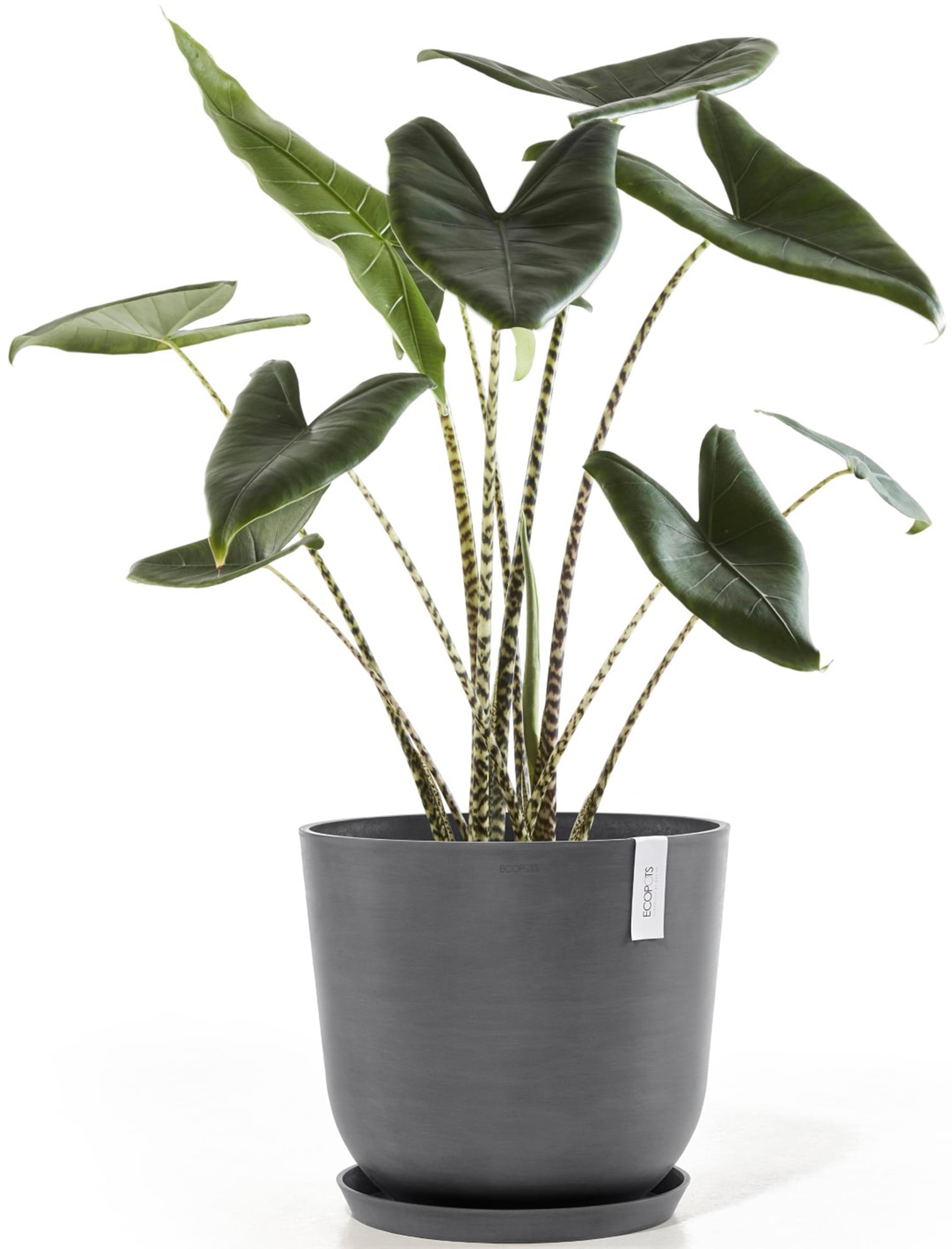 ECOPOTS Blumentopf »Oslo 45 + Wassersystem Grau«, für innen und außen: frostsicher, bruchsicher und lichtbeständig
