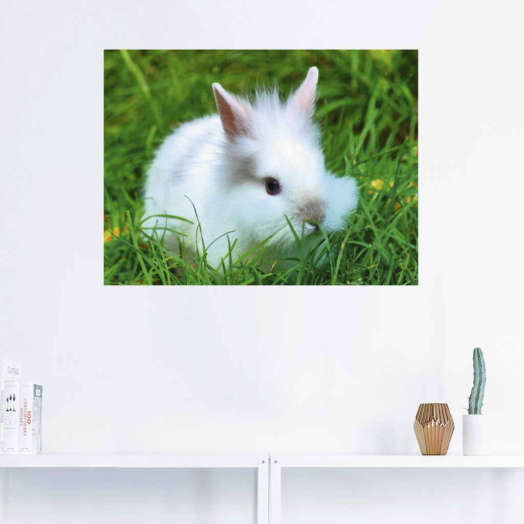 Artland Wandbild »Weißes Zwergkaninchen Baby«, Wildtiere, (1 St.)