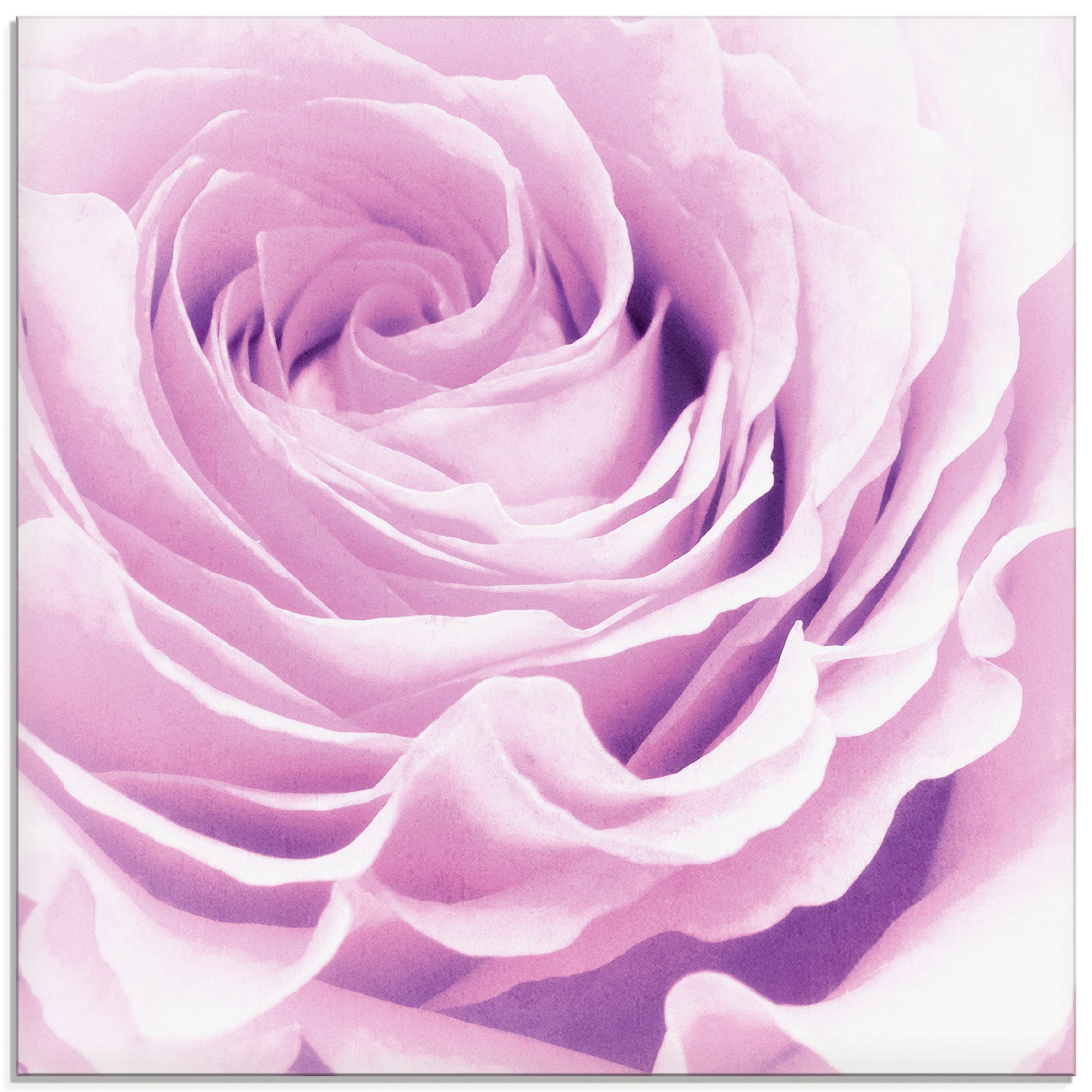 Artland Glasbild "Pastell Rose", Blumen, (1 St.), in verschiedenen Größen