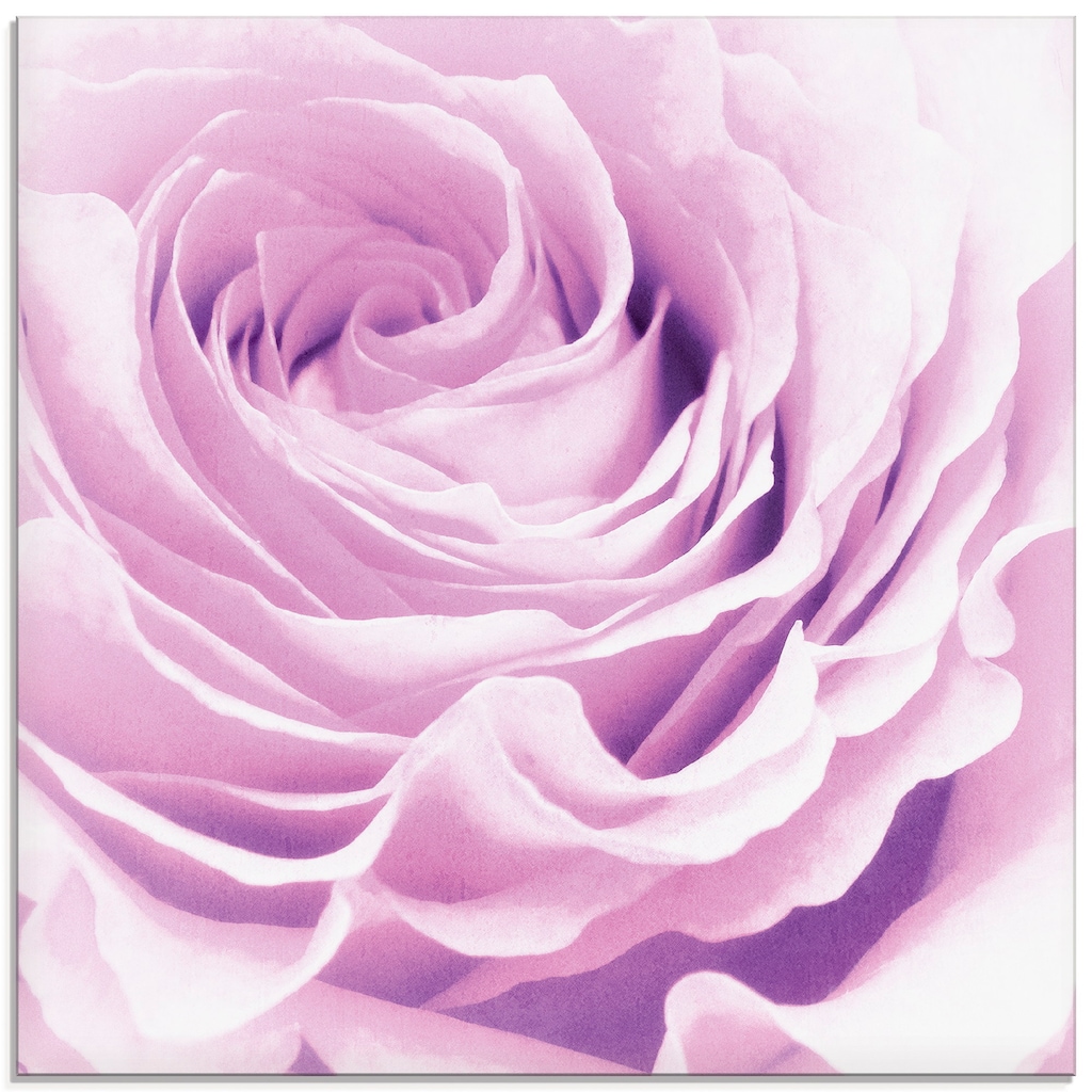 Artland Glasbild »Pastell Rose«, Blumen, (1 St.)