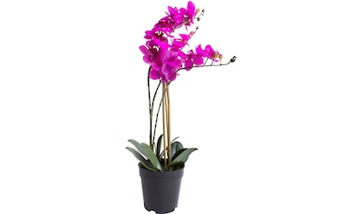 Kunstorchidee »Orchidee Bora«