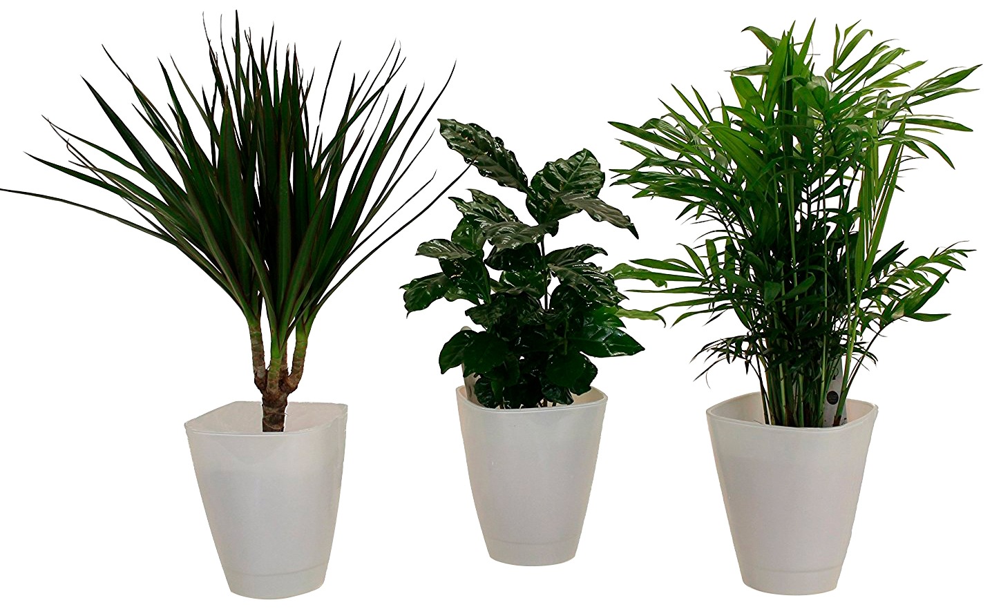 Dominik Zimmerpflanze »Palmen-Set«, (3 St.), Höhe: 30 cm, 3 Pflanzen in Dekotöpfen kaufen