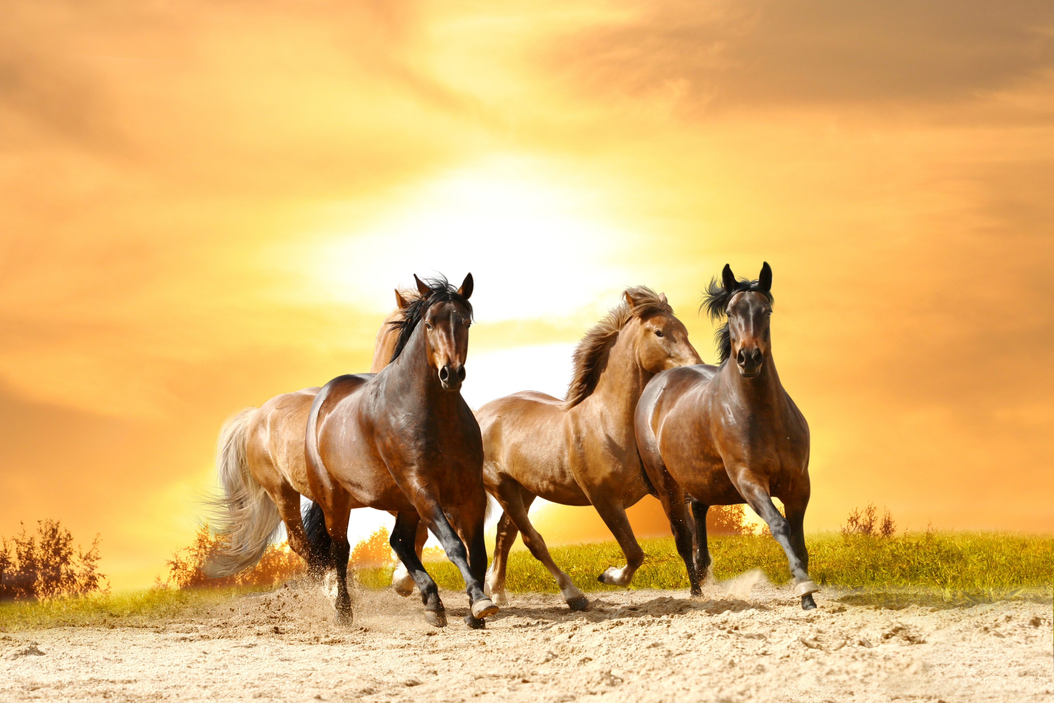 Papermoon Fototapete "Horses Run in Sunset" glatt