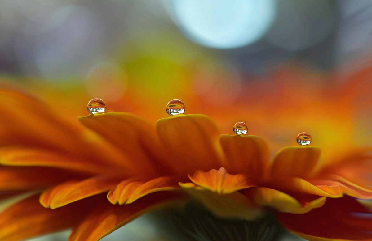 Papermoon Fototapete "Zen Wassertropfen mit Blume Makro"