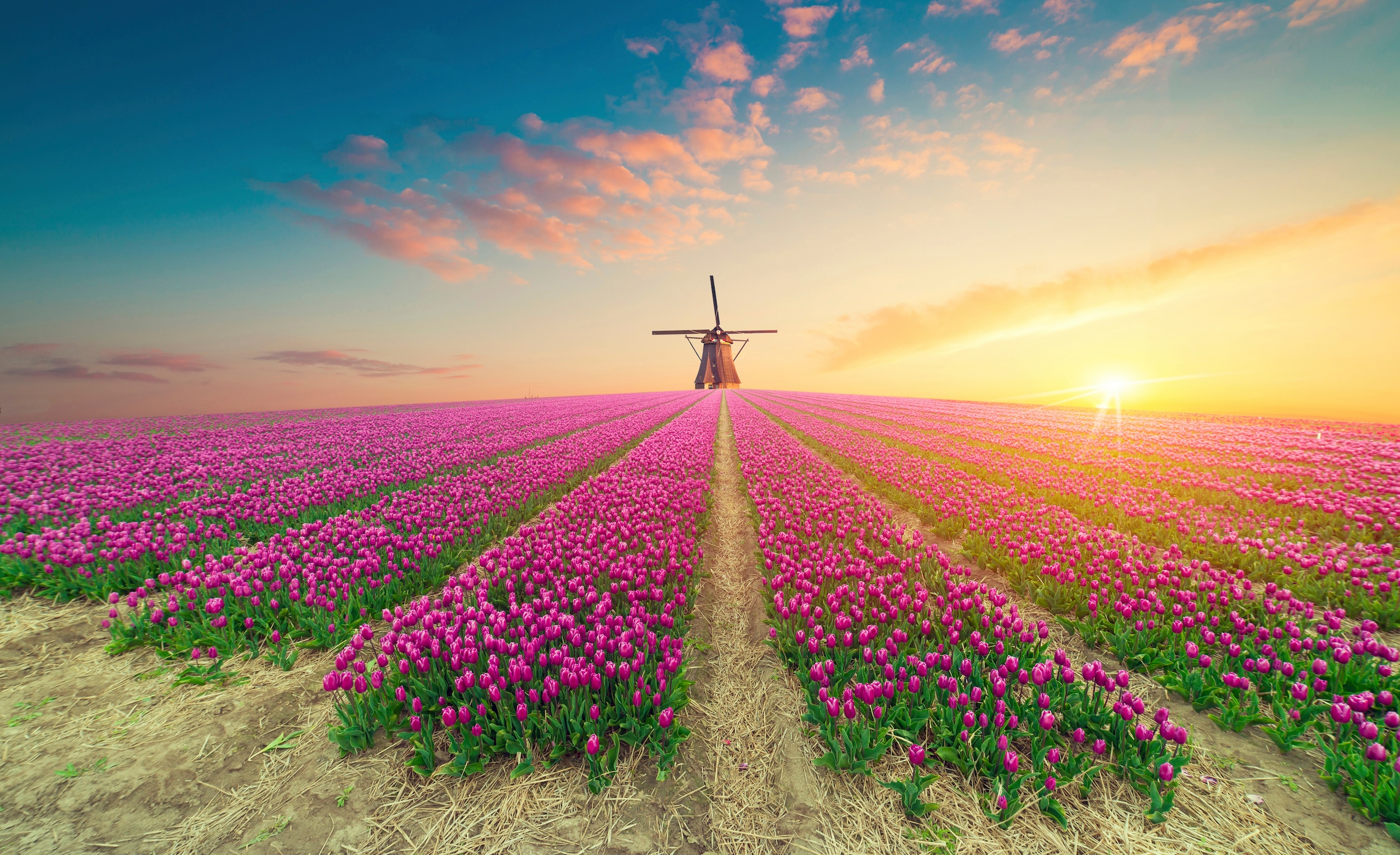 Papermoon "TULPEN-NATUR BLUMEN LANDSCHAFT WINDMÜLE LAVENDEL BLUMEN"