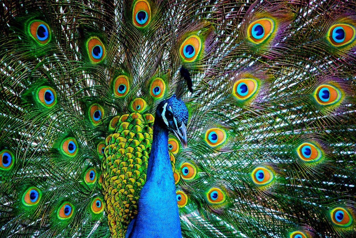 Papermoon Fototapete "Peacock" glatt