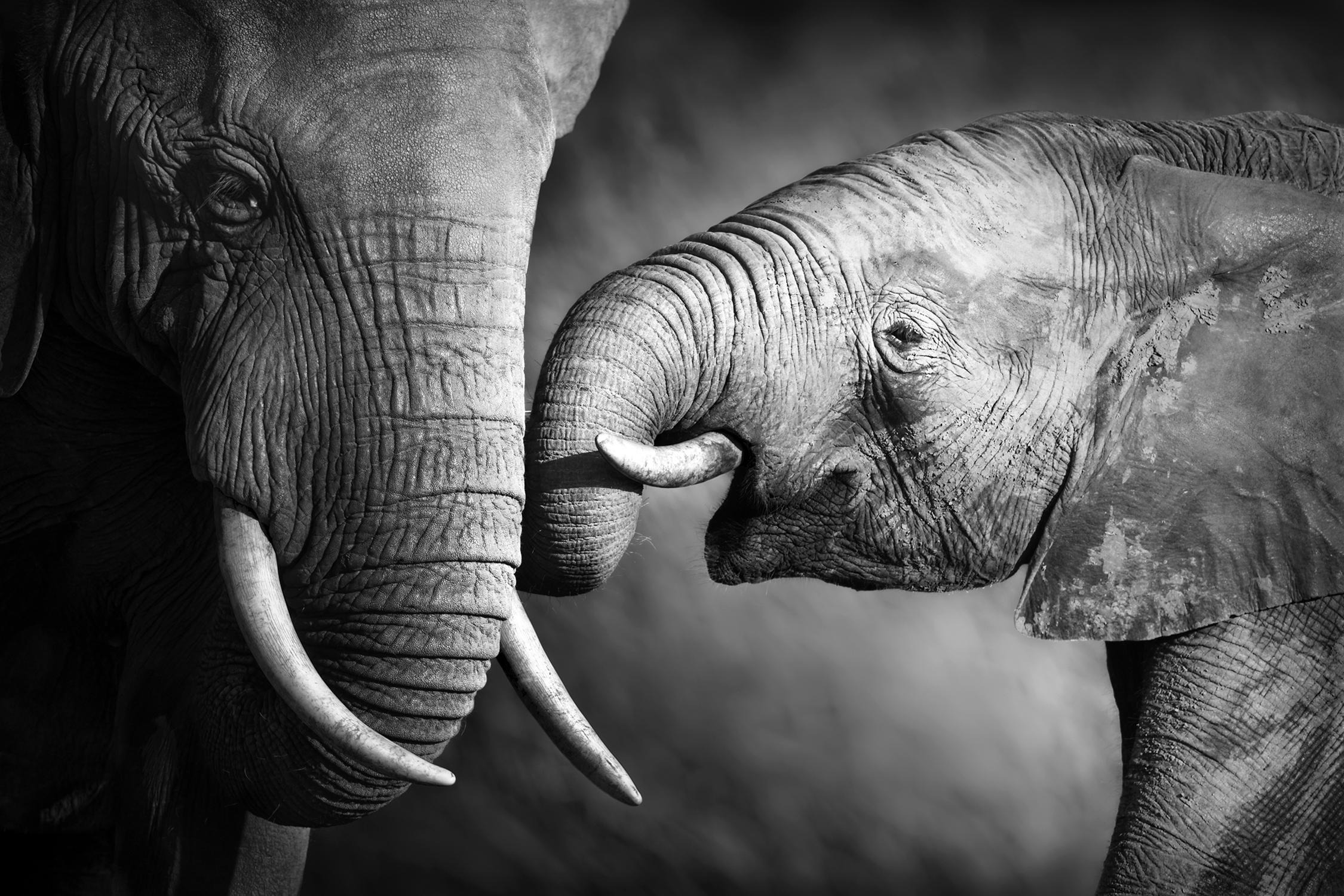 queence Leinwandbild "Elefant" Elefant Elefanten Elefanten Bilder Gruppen & Familien Schwarz-Weiß Premium-Leinwandstoff, Handarbeit aus Deutschland, 60x40cm