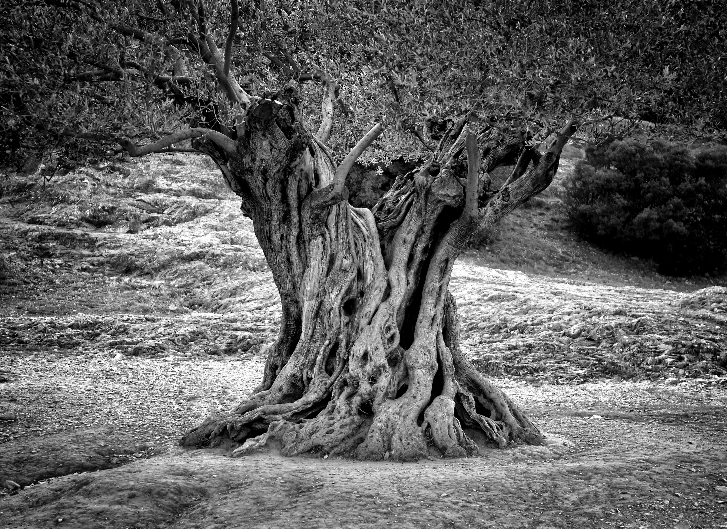 Papermoon "Baum Schwarz & Weiß"