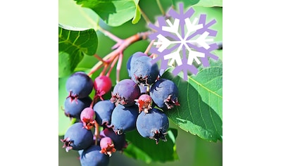 BCM Gehölze »Felsenbirne grandiflora 'Western June Berry'«, (2 St.), Lieferhöhe: ca.... kaufen