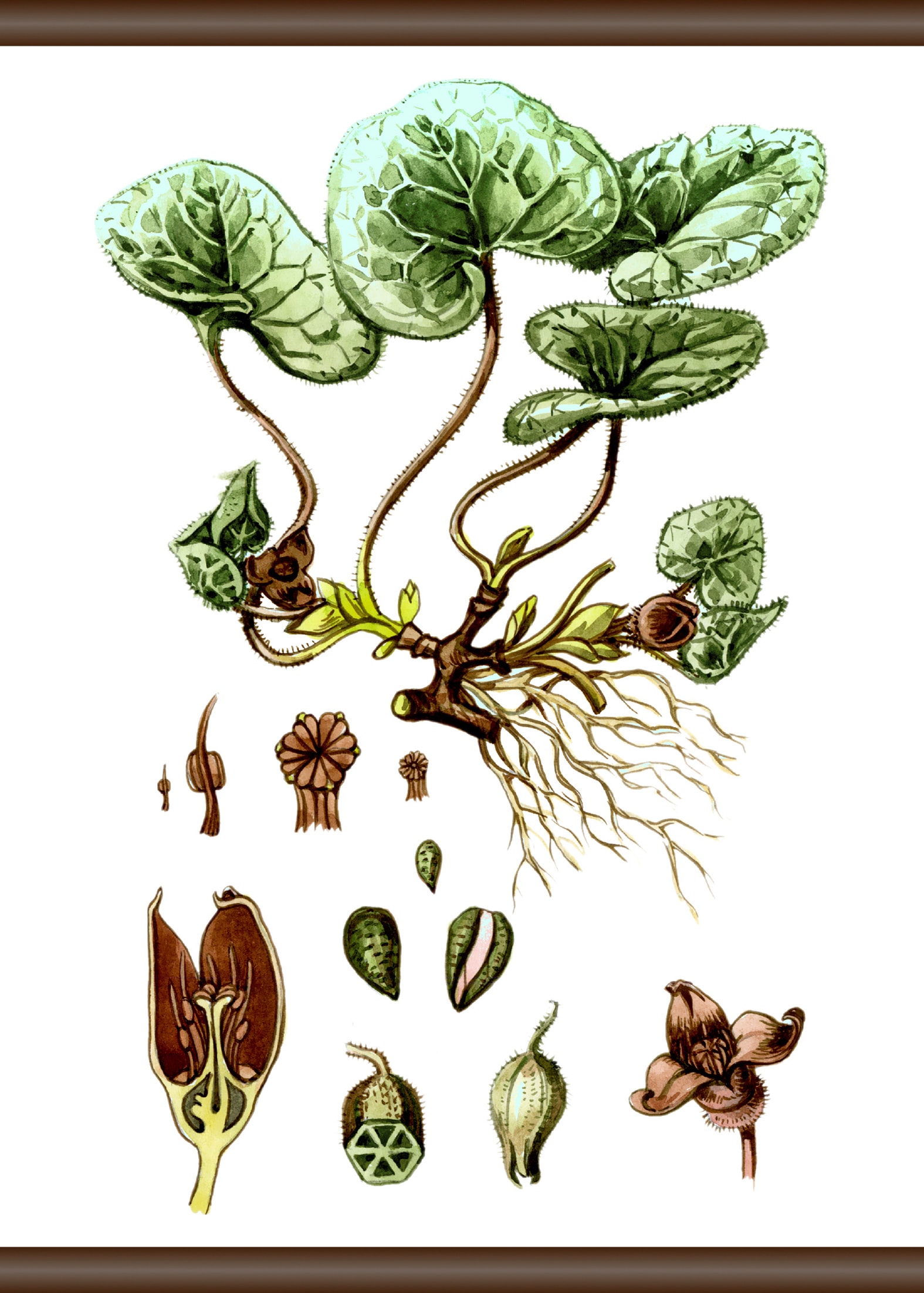 queence Leinwandbild "Pflanzen Anatomie", 50x70 cm