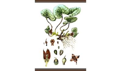 queence Leinwandbild »Pflanzen Anatomie«, 50x70 cm kaufen