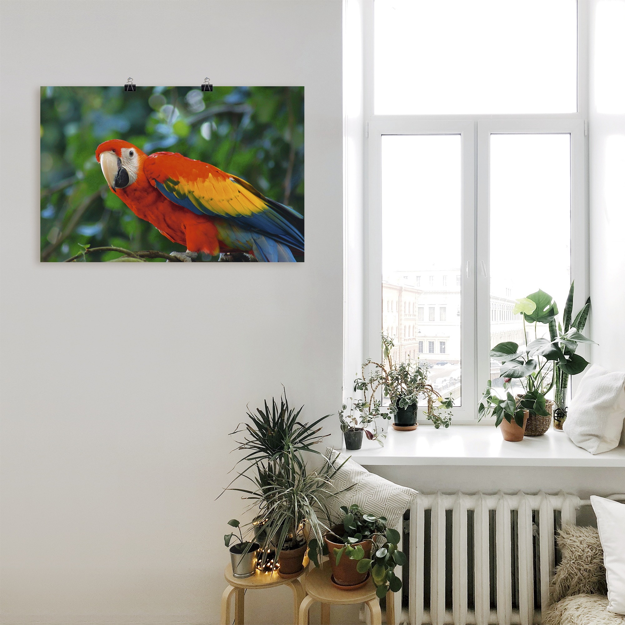 Artland Poster »Roter Ara«, Vögel, (1 St.), als Alubild, Leinwandbild, Wandaufkleber oder Poster in versch. Größen
