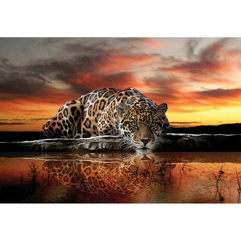 Consalnet Fototapete »Jaguar Sonnenuntergang«, Motiv