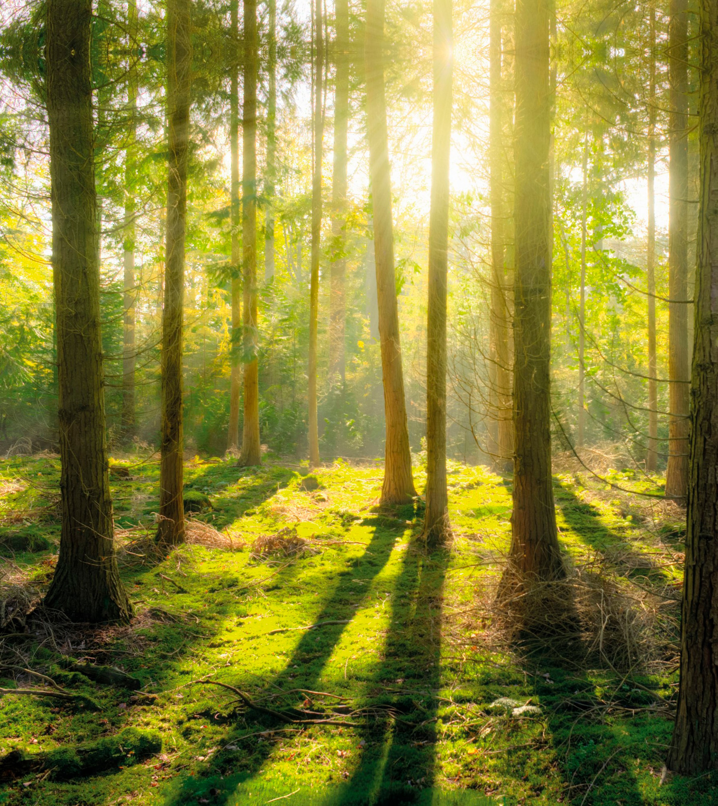 Art for the home Leinwandbild »Pure Natur«, Landschaft, (Set)