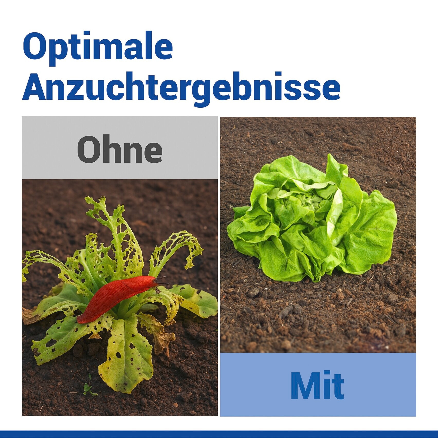 Maximex Pflanzenschutzdach »3 Stück Pflanzendom 3in1« Anzuchtglocke, Schneckenabwehr & Bewässerungsring, für Beet & Hochbeet