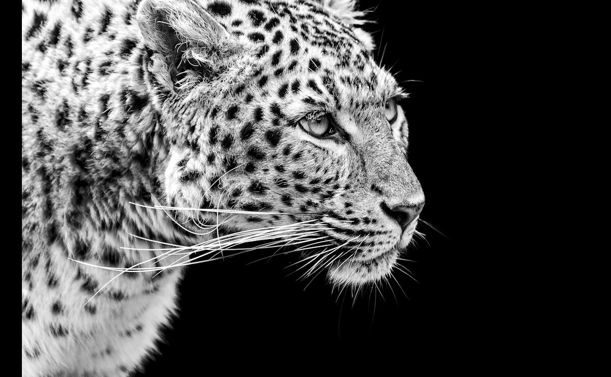 Papermoon Fototapete "Leopard Schwarz & Weiß"